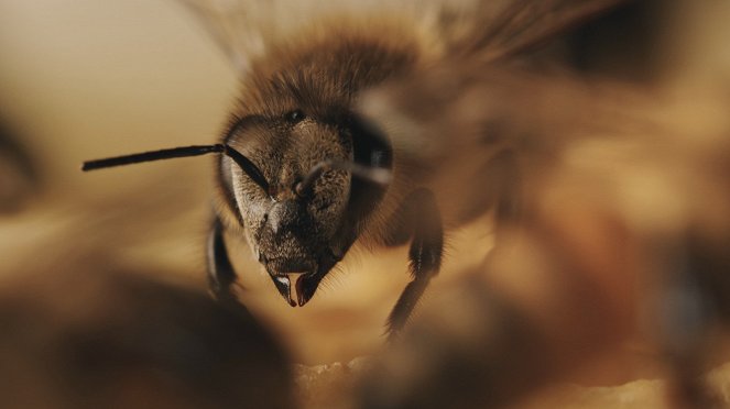 Tagebuch einer Biene - De la película