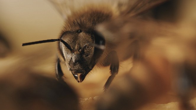 Tagebuch einer Biene - Filmfotos