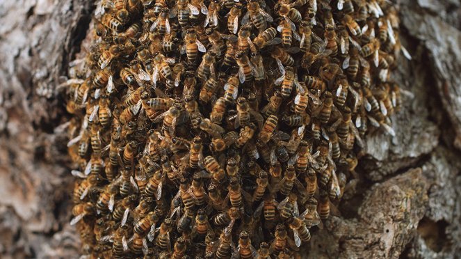 Tagebuch einer Biene - Filmfotók