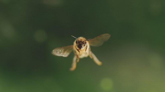 Tagebuch einer Biene - Filmfotos