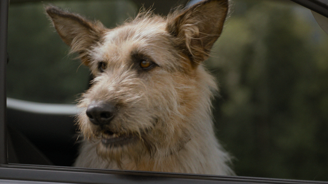 Racko - Ein Hund für alle Fälle - Wahre Freundschaft - Film