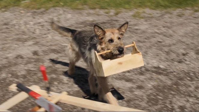Racko - Ein Hund für alle Fälle - Auf und davon - Film