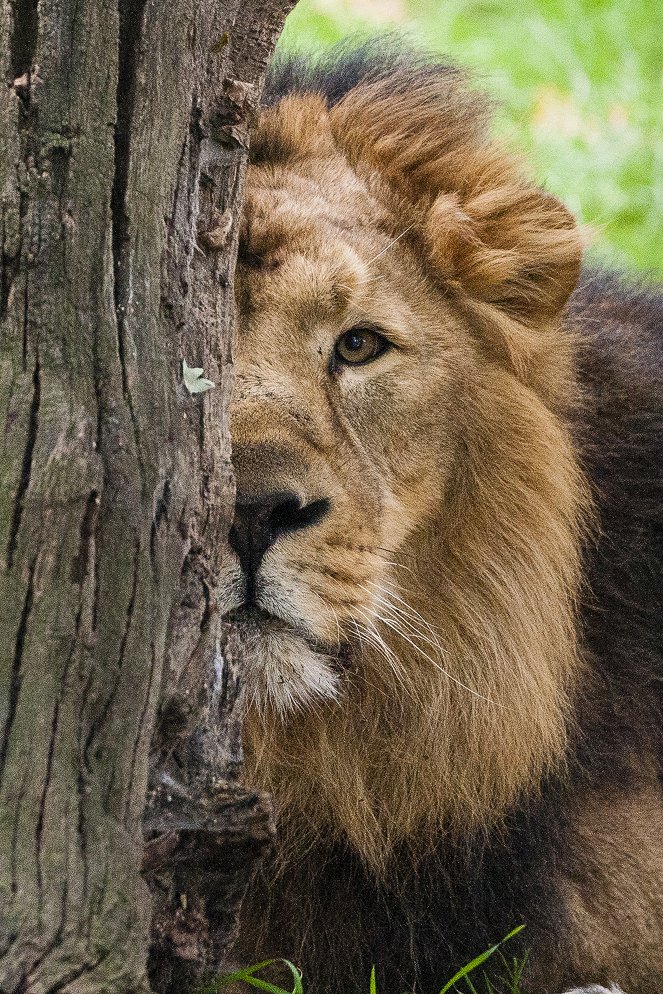 London Zoo: An Extraordinary Year - Kuvat elokuvasta