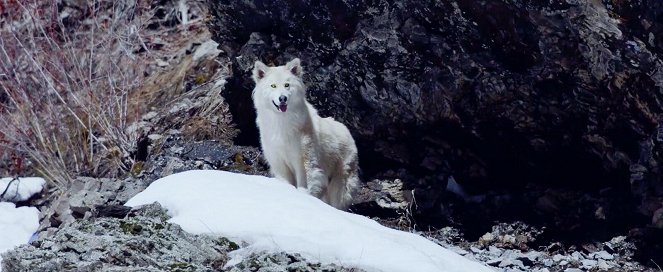 The Great Alaskan Race - De filmes