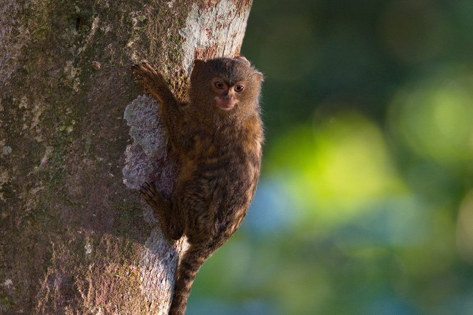 Colombia - Wild and Free - Photos