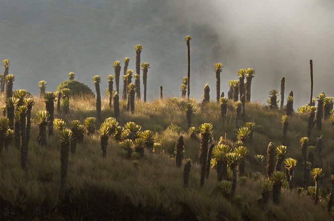 Colombia - Wild and Free - Photos