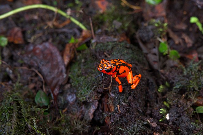 Universum: Kolumbien - Das entfesselte Paradies - Kuvat elokuvasta