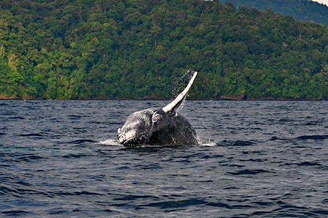 Universum: Kolumbien - Das entfesselte Paradies - Kuvat elokuvasta