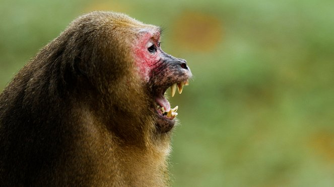 Królestwo makaków niedźwiedzich - Z filmu