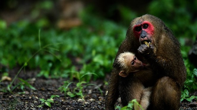 Królestwo makaków niedźwiedzich - Z filmu