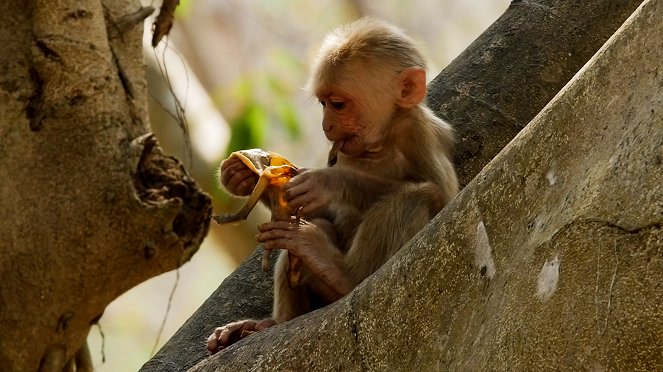 The Kingdom of the Stump-Tailed Macaques - De la película