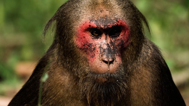The Kingdom of the Stump-Tailed Macaques - De la película