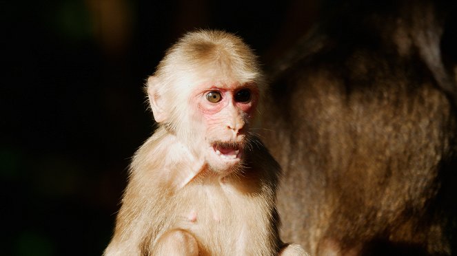 The Kingdom of the Stump-Tailed Macaques - Photos