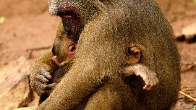 The Kingdom of the Stump-Tailed Macaques - Photos