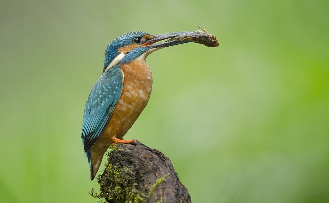 Wild Bavaria - Photos