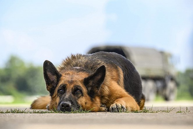 Ein Hund namens Palma - Filmfotos