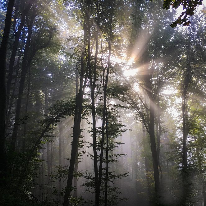 Germany's Mystic Forest - Photos