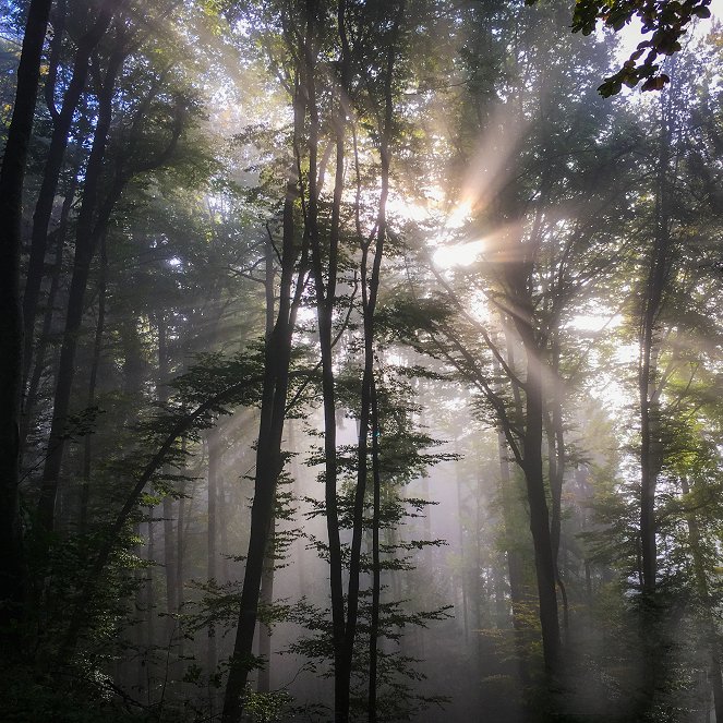 Das Bergische Land – Wasser, Wälder, Wunderwelten - Kuvat elokuvasta