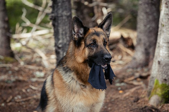 Hudson & Rex - Season 3 - Wie alles begann - Filmfotos - Hund Diesel vom Burgimwald