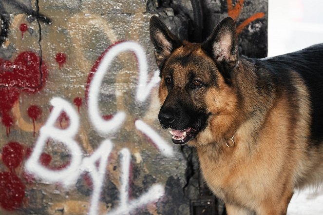 Hudson & Rex - Mord auf Rezept - Filmfotos - Hund Diesel vom Burgimwald