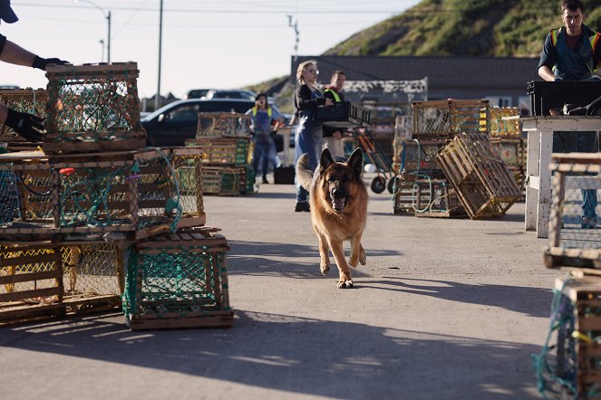 Hudson & Rex - Mord auf Rezept - Filmfotos - Hund Diesel vom Burgimwald