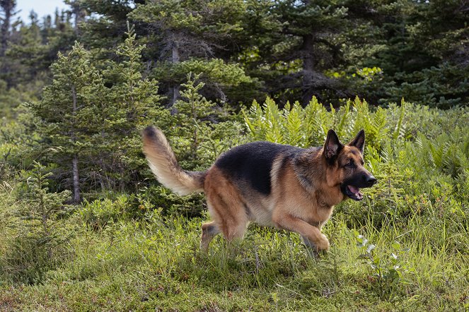 Hudson & Rex - Es bleibt in der Familie - Filmfotos - Hund Diesel vom Burgimwald
