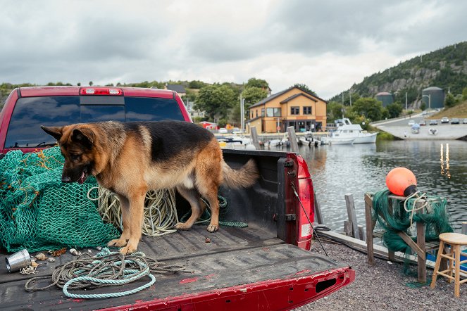 Rex Kanadában - Rex a köbön - Filmfotók - Diesel vom Burgimwald a kutya