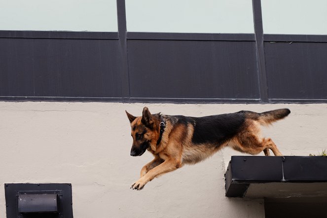 Hudson & Rex - Blutspuren - Filmfotos - Hund Diesel vom Burgimwald