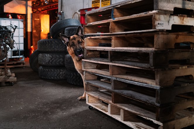 Hudson & Rex - Doppelt gelebt - Filmfotos - Hund Diesel vom Burgimwald