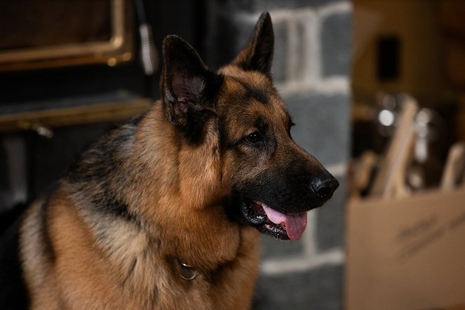 Hudson & Rex - Der Schein trügt - Filmfotos - Hund Diesel vom Burgimwald