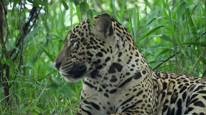 Panteras: Viviendo entre felinos - Van film