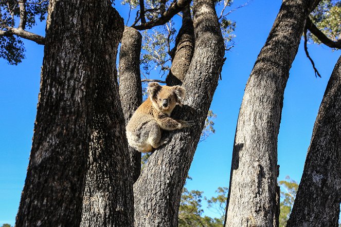 Wild Australia: After the Fires - Photos