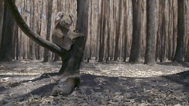 Wild Australia: After the Fires - Kuvat elokuvasta
