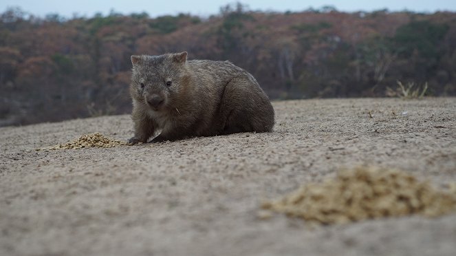 Wild Australia: After the Fires - Photos