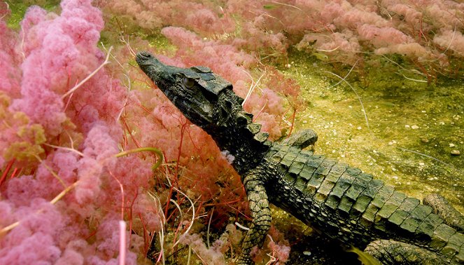 Merveilles de la nature - La Rivière Canos Cristales - Z filmu