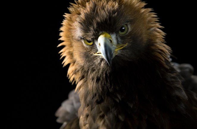 Superpowered Eagles - Filmfotók
