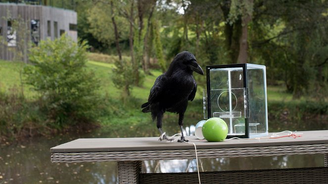 Chris Packham's Animal Einsteins - De la película