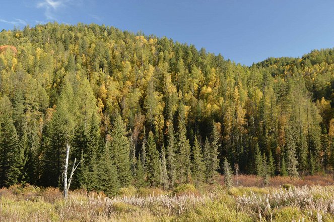 Rozvoj lesů a genofondu místních ekotypů dřevin v Mongolsku - Z filmu