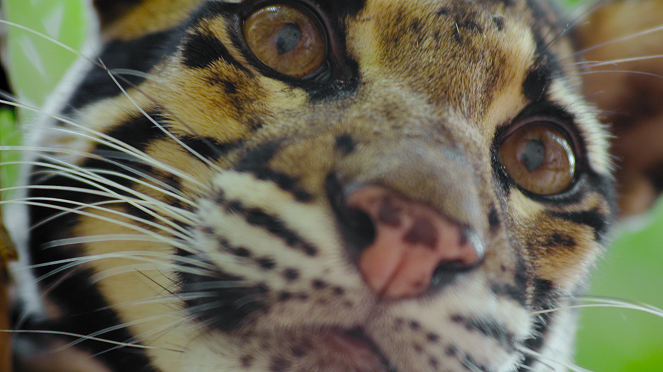 Das Tier - Raubkatzen - Filmfotos