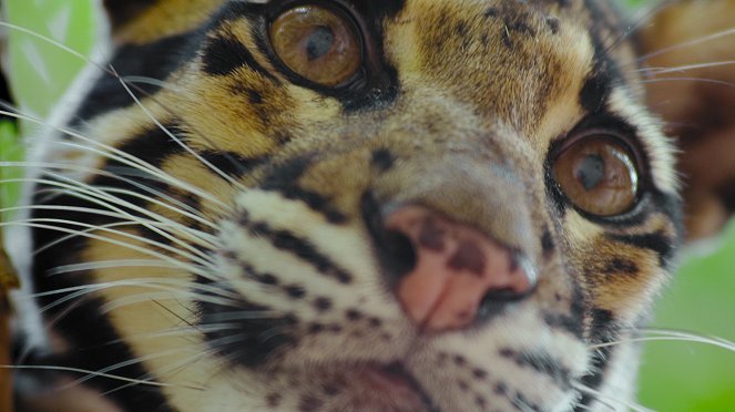 Animal - Season 1 - Big Cats - Photos