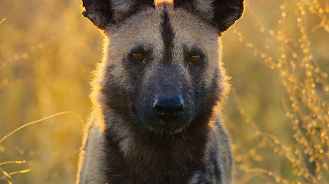 Állati természet - Kutyák - Filmfotók