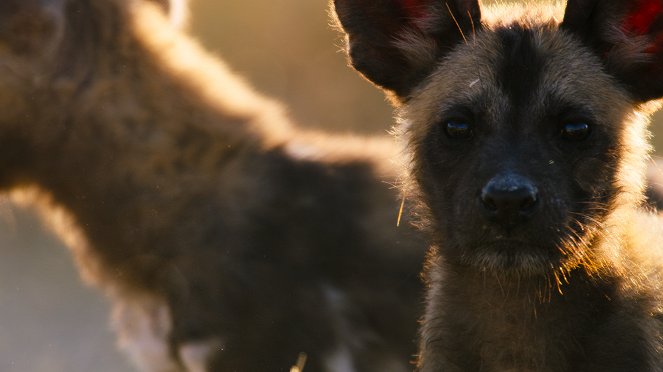 Állati természet - Kutyák - Filmfotók