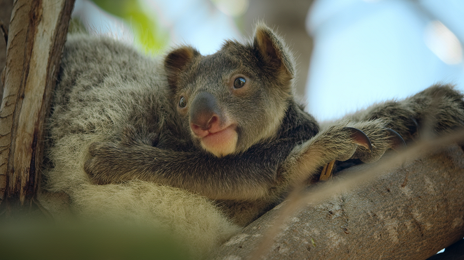 A Beleza Secreta dos Animais - Marsupiais - Do filme