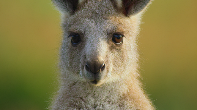 Animal - Marsupials - Photos