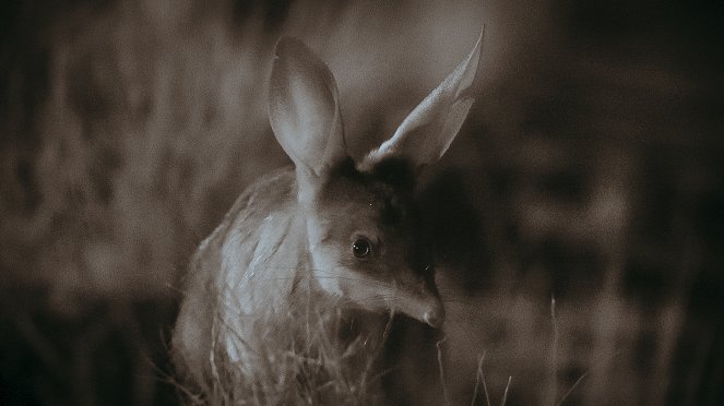 Animal - Marsupiales - De la película