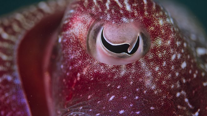Animal - Octopus - Photos