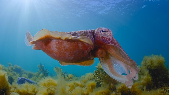 Das Tier - Oktopusse - Filmfotos