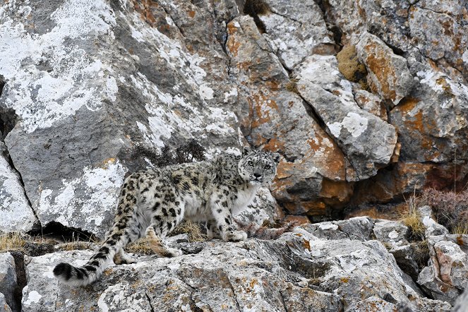 Snow Leopards and Friends - Photos