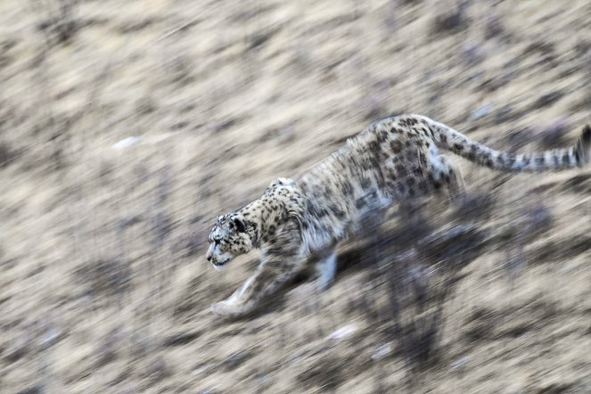 Snow Leopards and Friends - Photos
