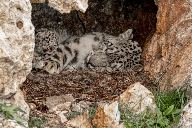 Snow Leopards and Friends - Photos